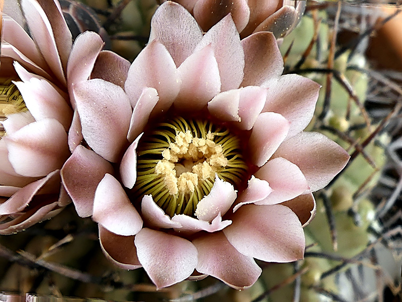 Gymnocalycium bodenbenderianum 