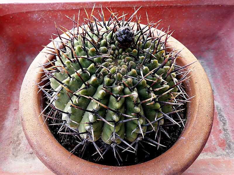 Gymnocalycium bodenbenderianum 