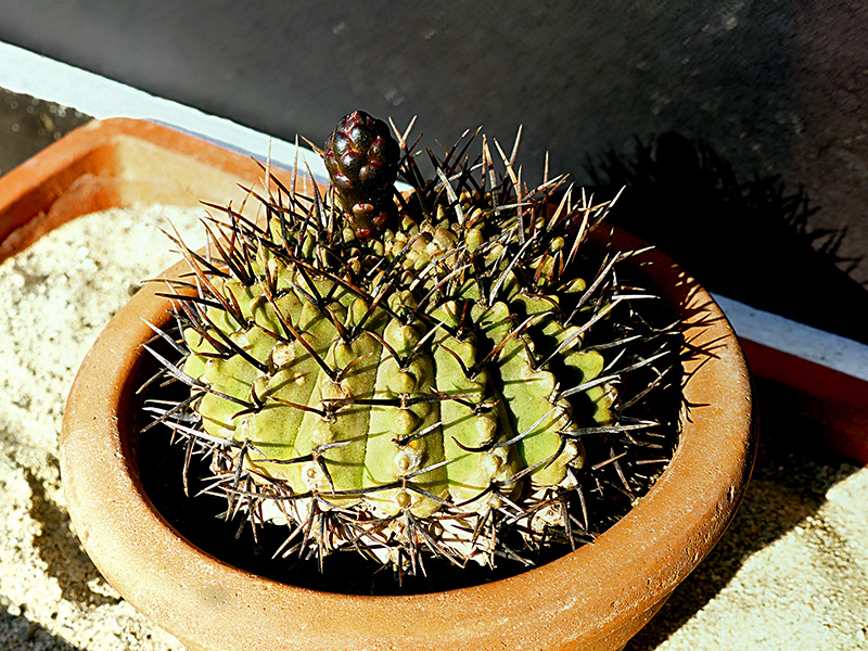 Gymnocalycium bodenbenderianum 