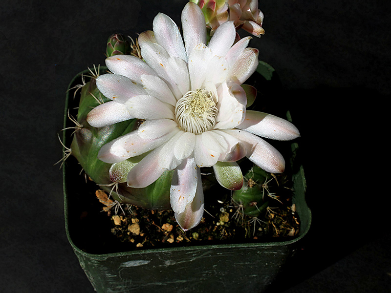 gymnocalycium damsii