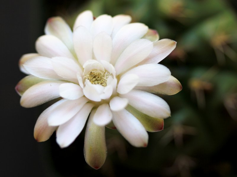 Gymnocalycium damsii 