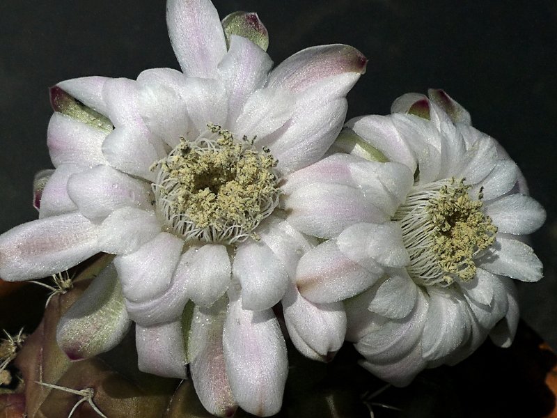 Gymnocalycium damsii 