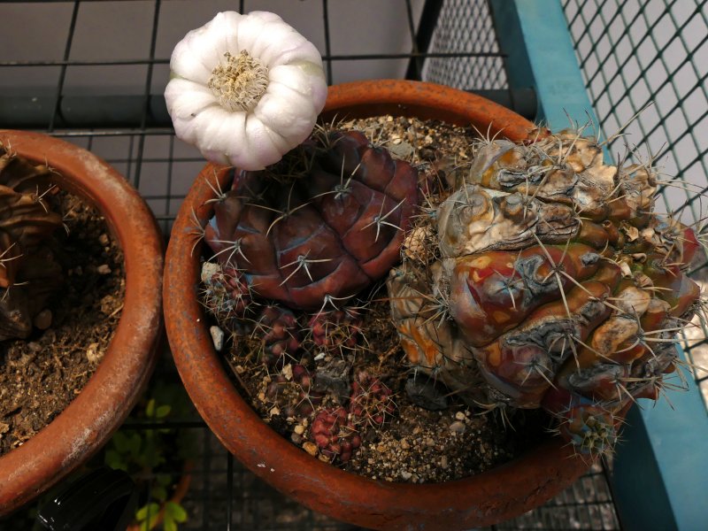 Gymnocalycium damsii 