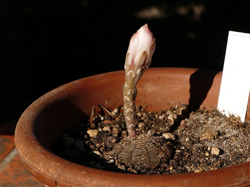 Gymnocalycium ragonesei 