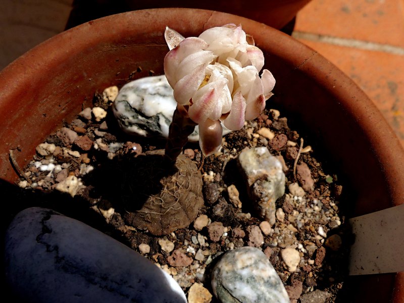 Gymnocalycium ragonesei 