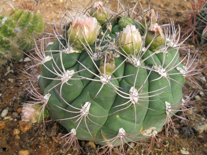 Gymnocalycium saglionis 