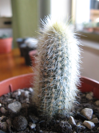 Cleistocactus strausii 