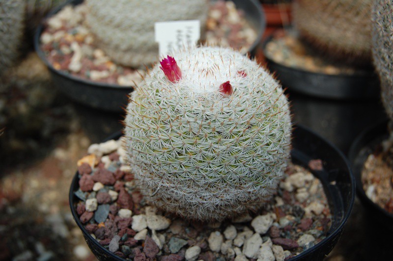 Mammillaria haageana 