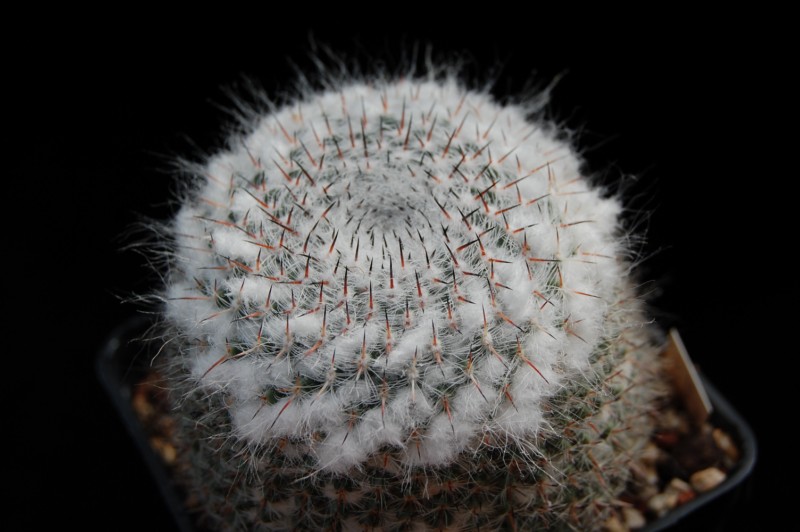 Mammillaria hahniana ssp. bravoae 