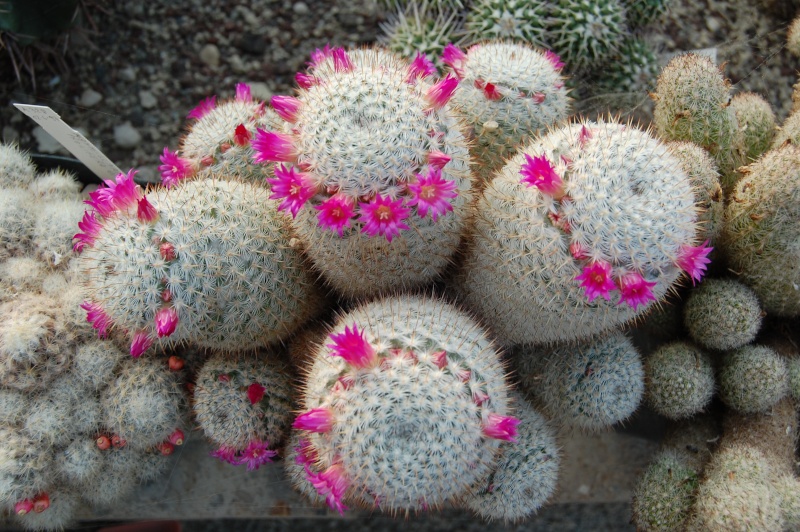 Mammillaria haageana 