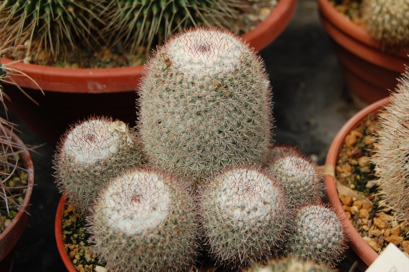 Mammillaria albilanata ssp. reppenhagenii ML 297