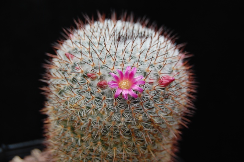 Mammillaria vaupelii REP 949