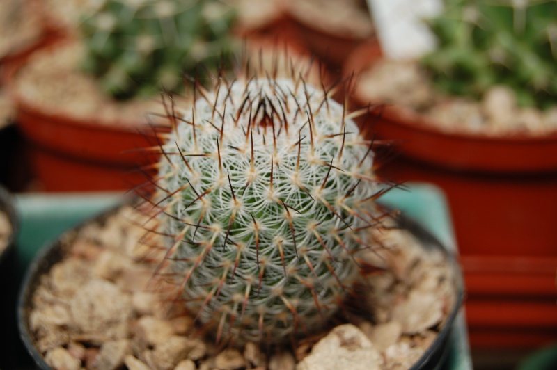 Mammillaria haageana 