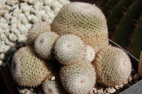 Mammillaria haageana ssp. conspicua ML 380