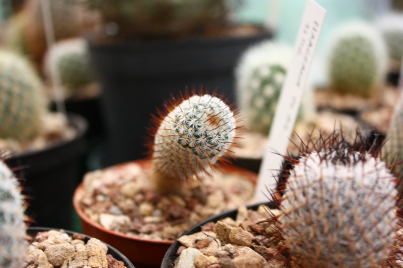 Mammillaria haageana ssp. conspicua FO 216