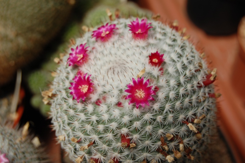 mammillaria haageana ssp. san-angelensis
