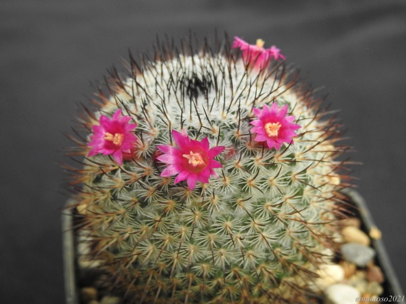 Mammillaria haageana ssp. conspicua FO 210