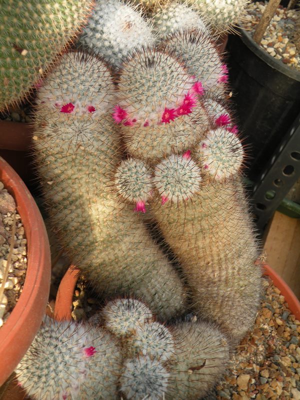 Mammillaria haageana ssp. schmollii 