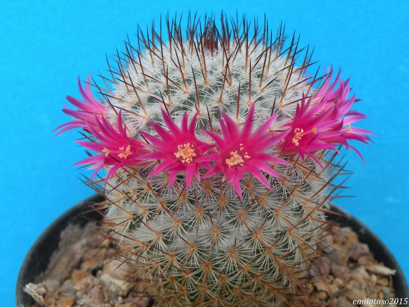 Mammillaria haageana ssp. schmollii DAR 096