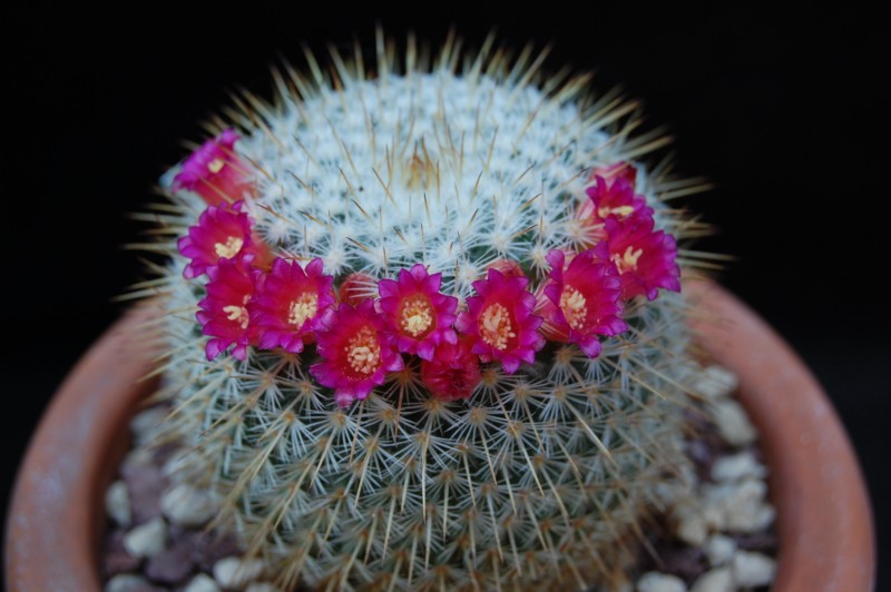 Mammillaria aff. conspicua ROG 351