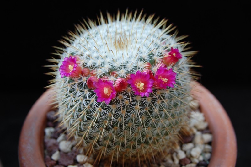 Mammillaria aff. conspicua ROG 351