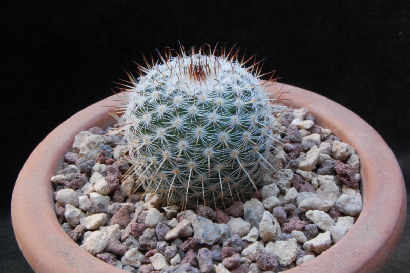 Mammillaria haageana ssp. conspicua AvZ 464