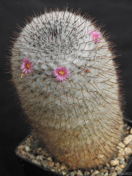 Mammillaria haageana wolf 68