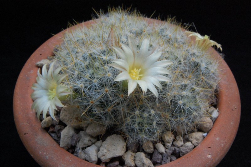 Mammillaria prolifera ssp. texana 