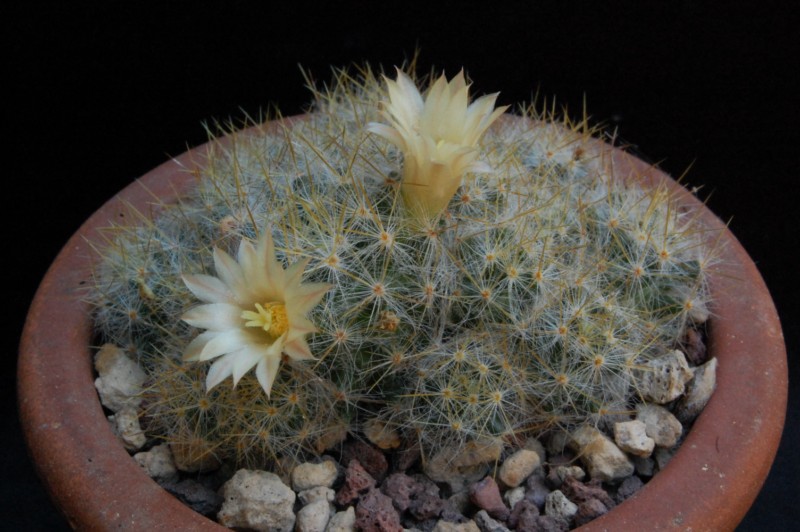 Mammillaria prolifera ssp. texana 