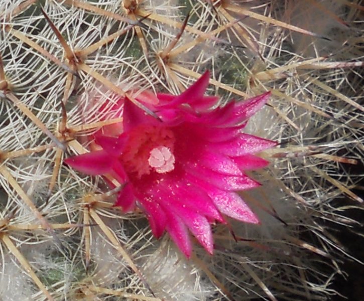 Mammillaria hahniana 