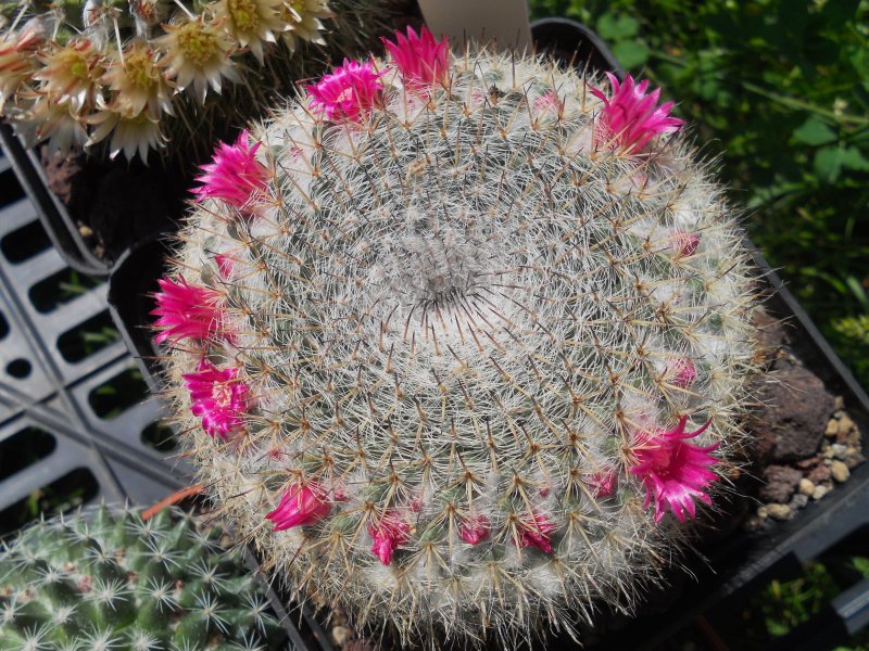 Mammillaria hahniana 