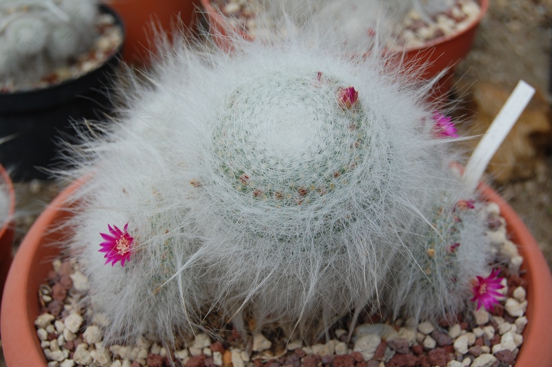 Mammillaria hahniana 