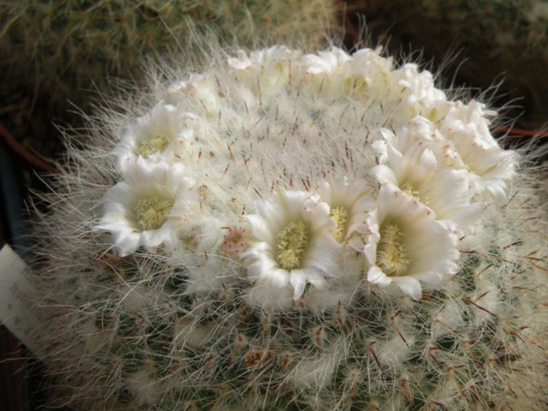 mammillaria hahniana - fiore bianco