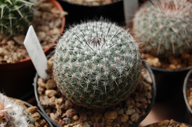 Mammillaria hahniana ML 493