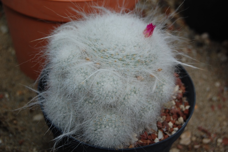 Mammillaria hahniana 