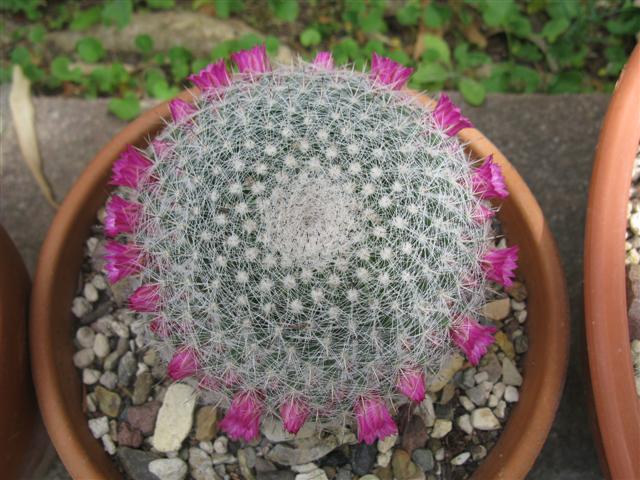 Mammillaria hahniana 