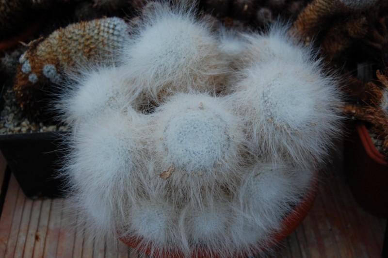 Mammillaria hahniana 