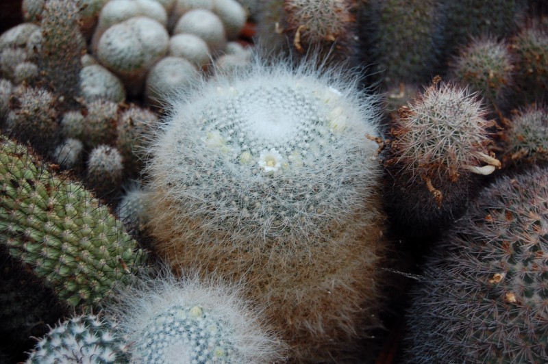 Mammillaria hahniana - fiore bianco 