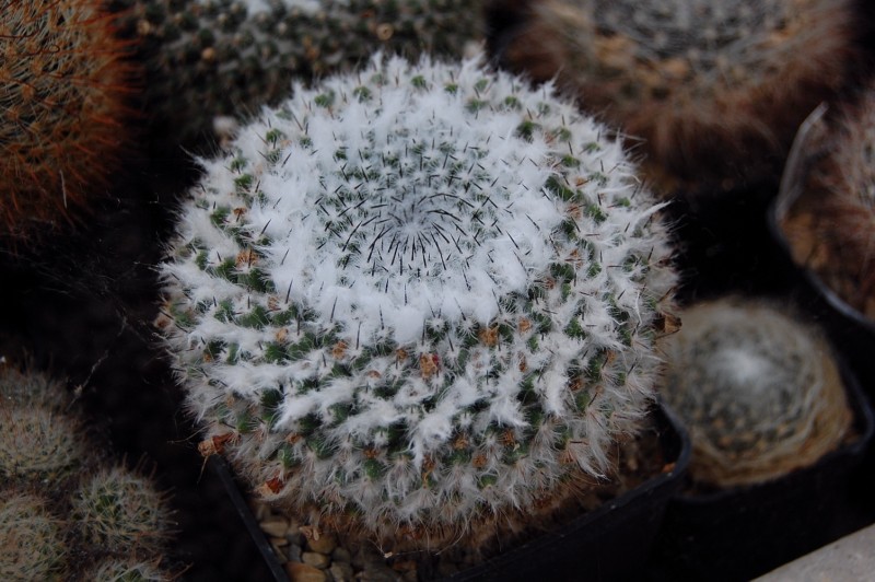 Mammillaria hahniana ssp. bravoae 