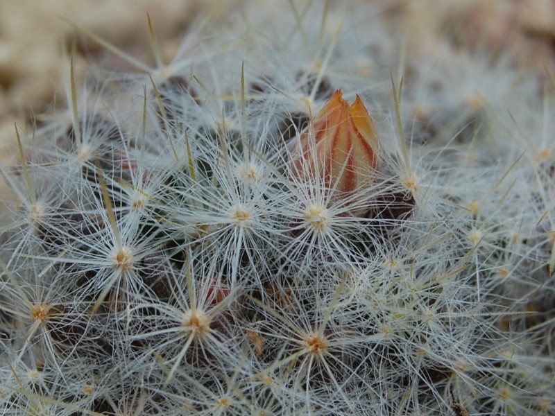 Mammillaria prolifera v. haitiensis REP 1306