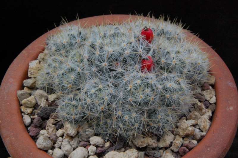 Mammillaria prolifera v. haitiensis REP 1306