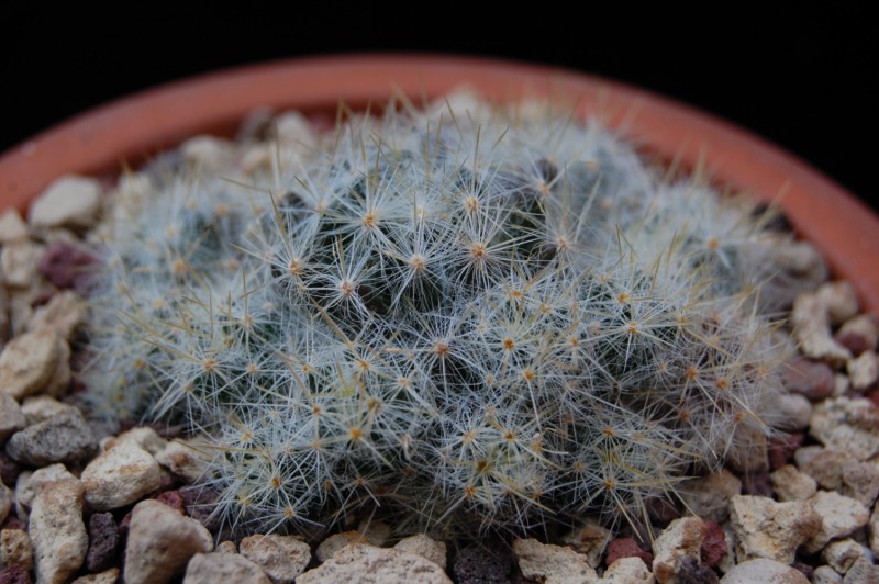 Mammillaria prolifera v. haitiensis REP 1306