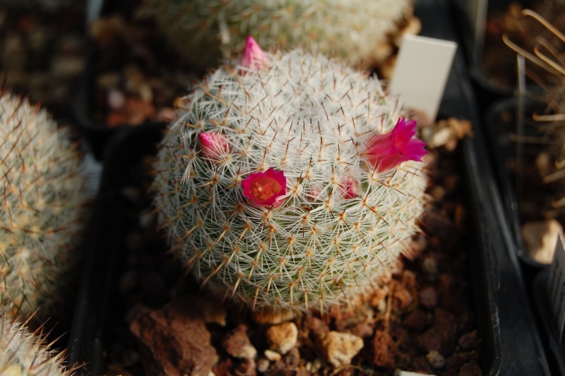 Mammillaria halbingeri LAU 1108