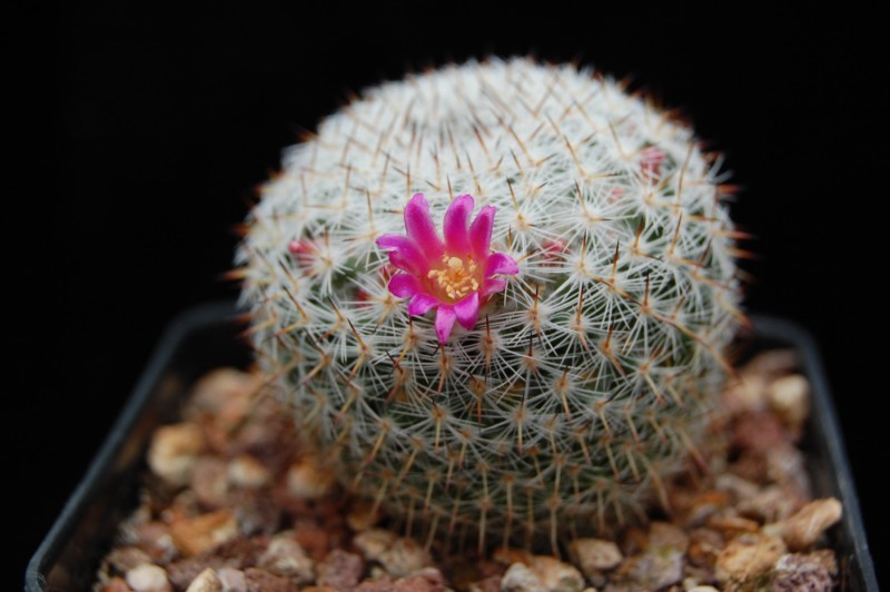 Mammillaria halbingeri LAU 1108