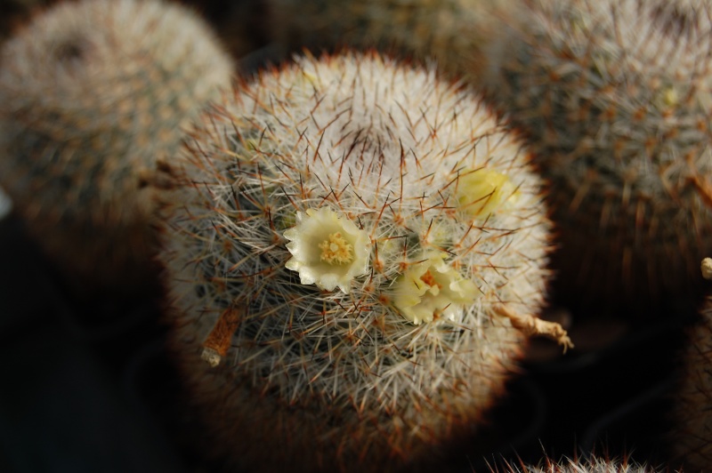 Mammillaria halbingeri 