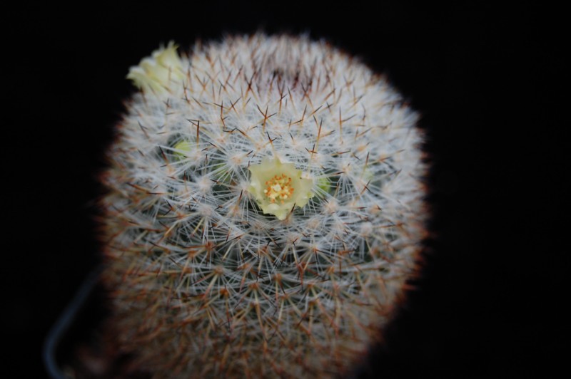 Mammillaria halbingeri 