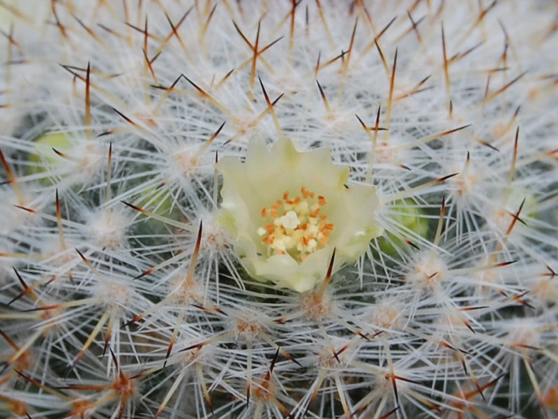 Mammillaria halbingeri 