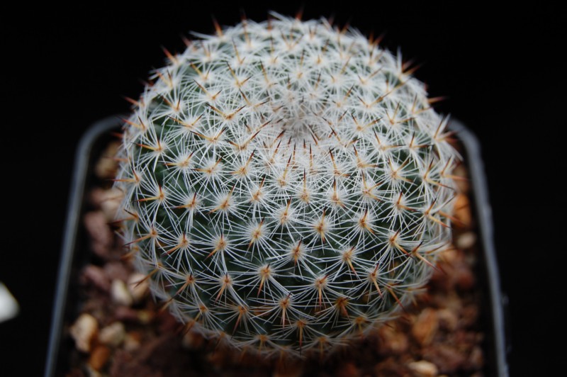 Mammillaria halbingeri LAU 1108