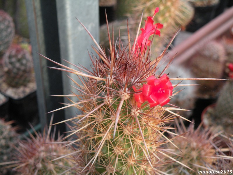 Mammillaria halei 