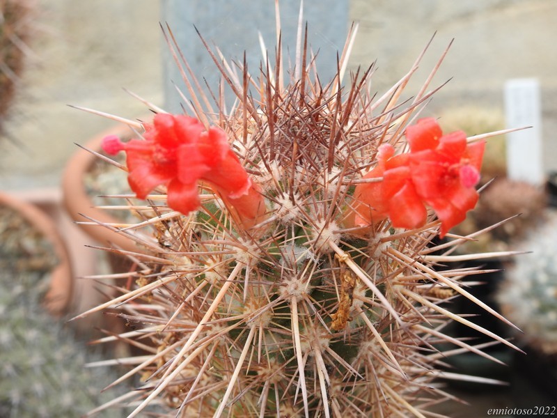 Mammillaria halei 